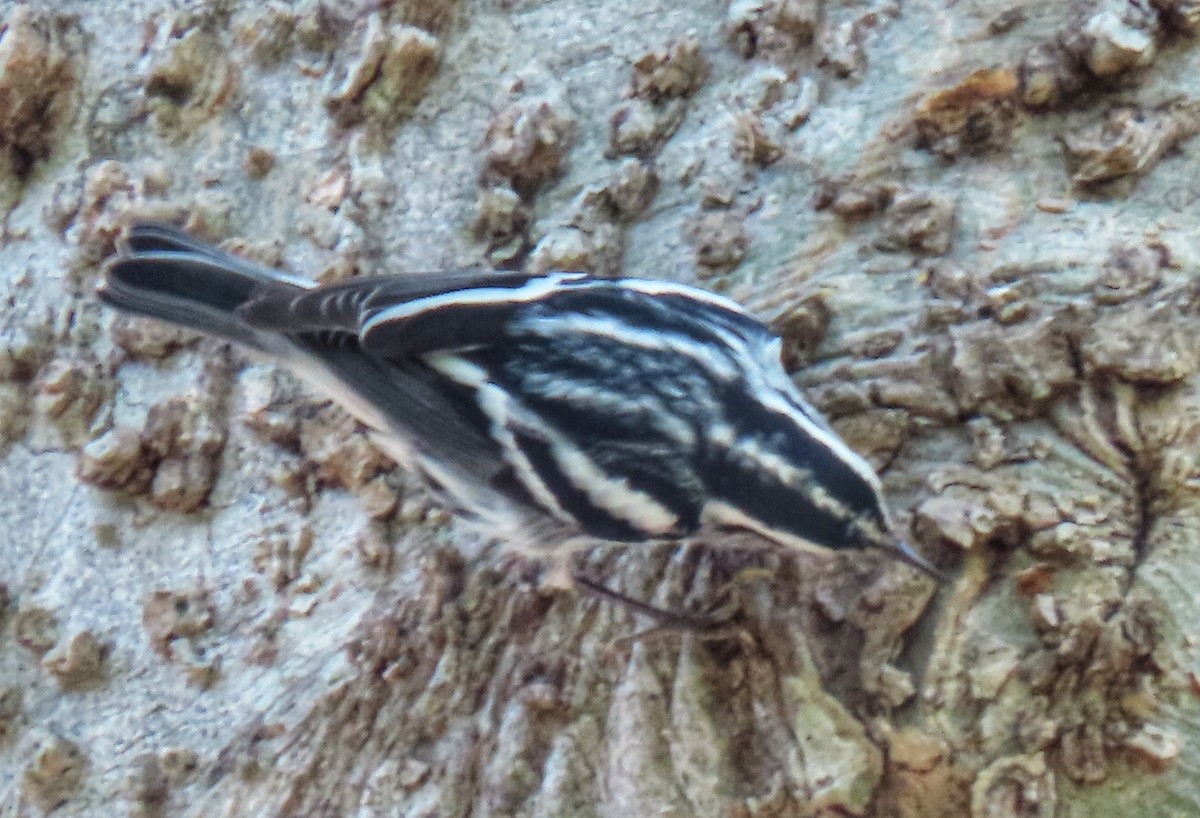 Black-and-white Warbler - Eric  Weston