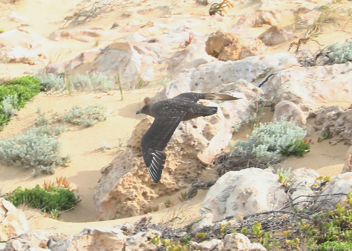 Brown Skua - ML248031271