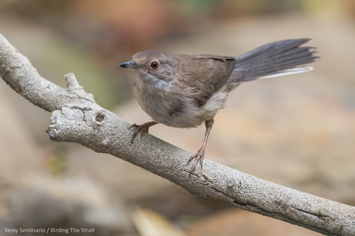 Sardinian Warbler - ML248031291