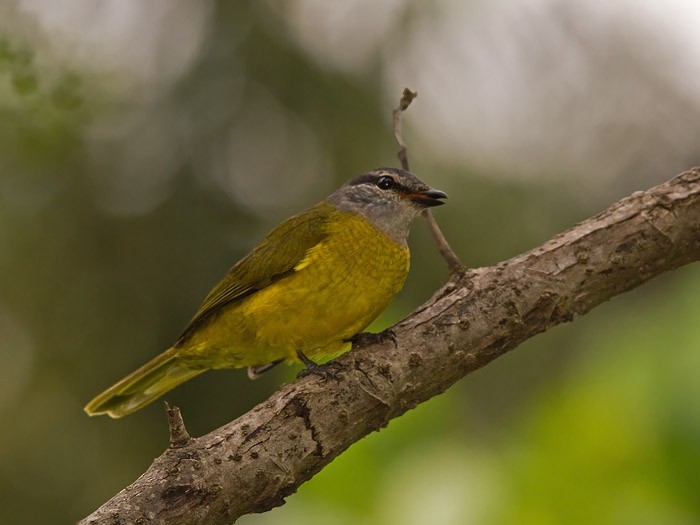 Purple-throated Cuckooshrike - Niall D Perrins