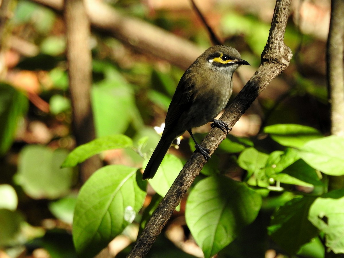 Yellow-faced Honeyeater - ML248031591