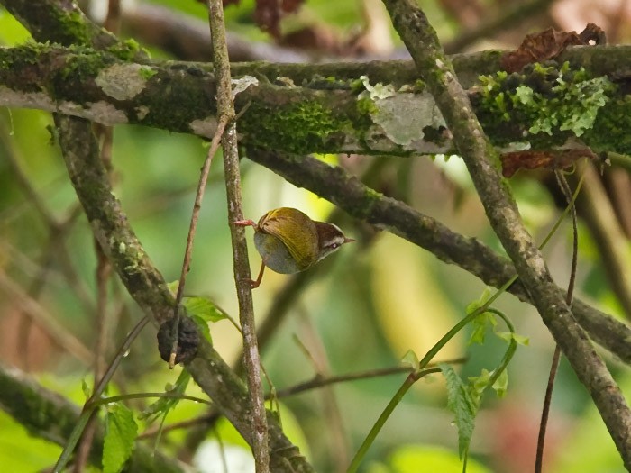 hvitbrynstumpsanger (leucophrys/chloronota) - ML248031651