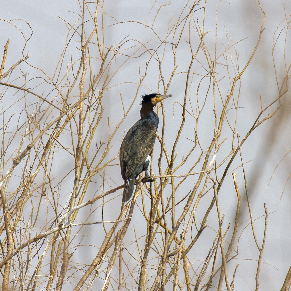 Great Cormorant - Weiyue Ji