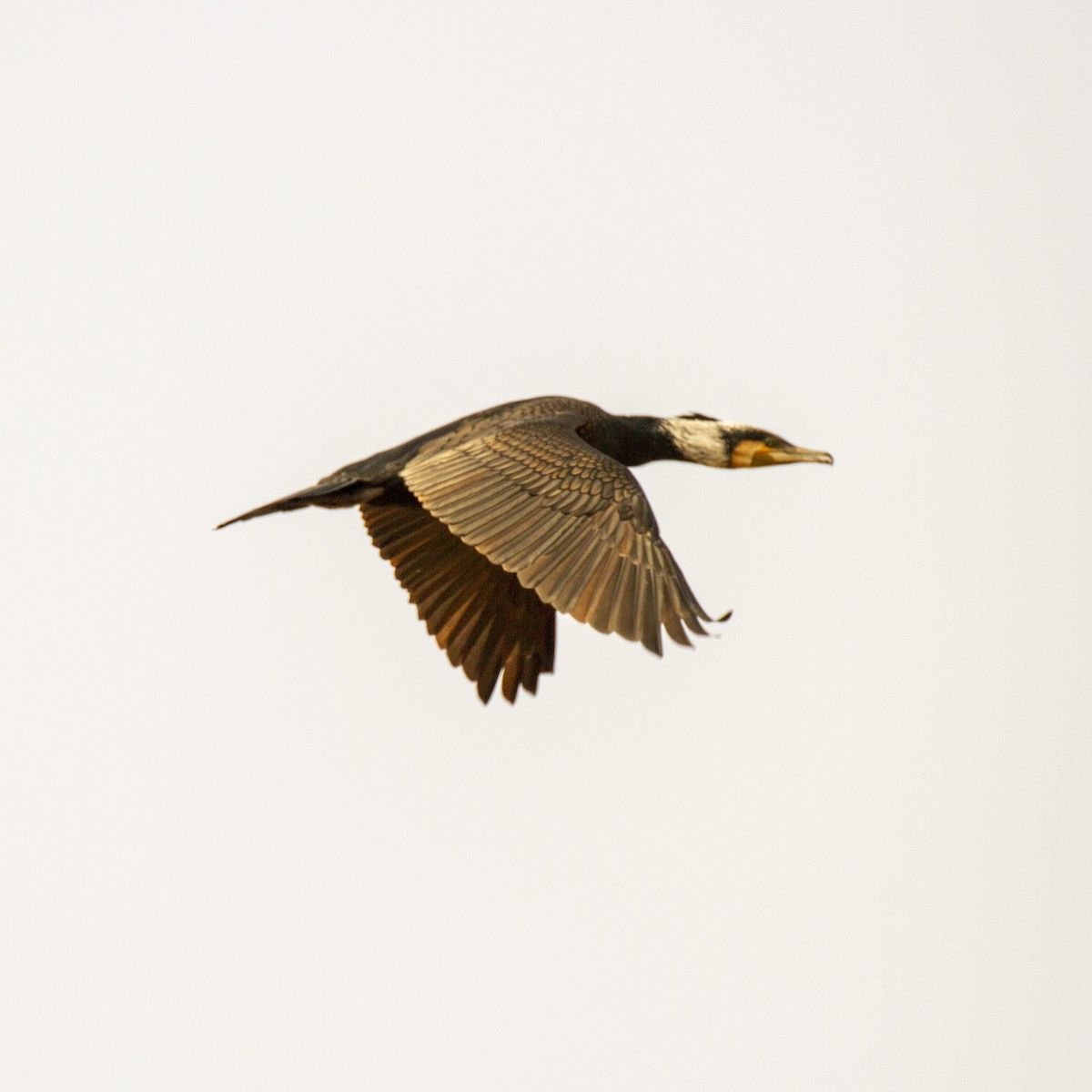 Great Cormorant - Weiyue Ji