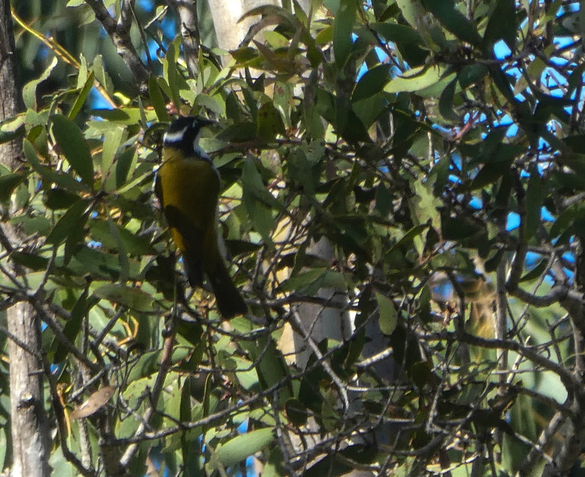 White-throated Honeyeater - ML248032911