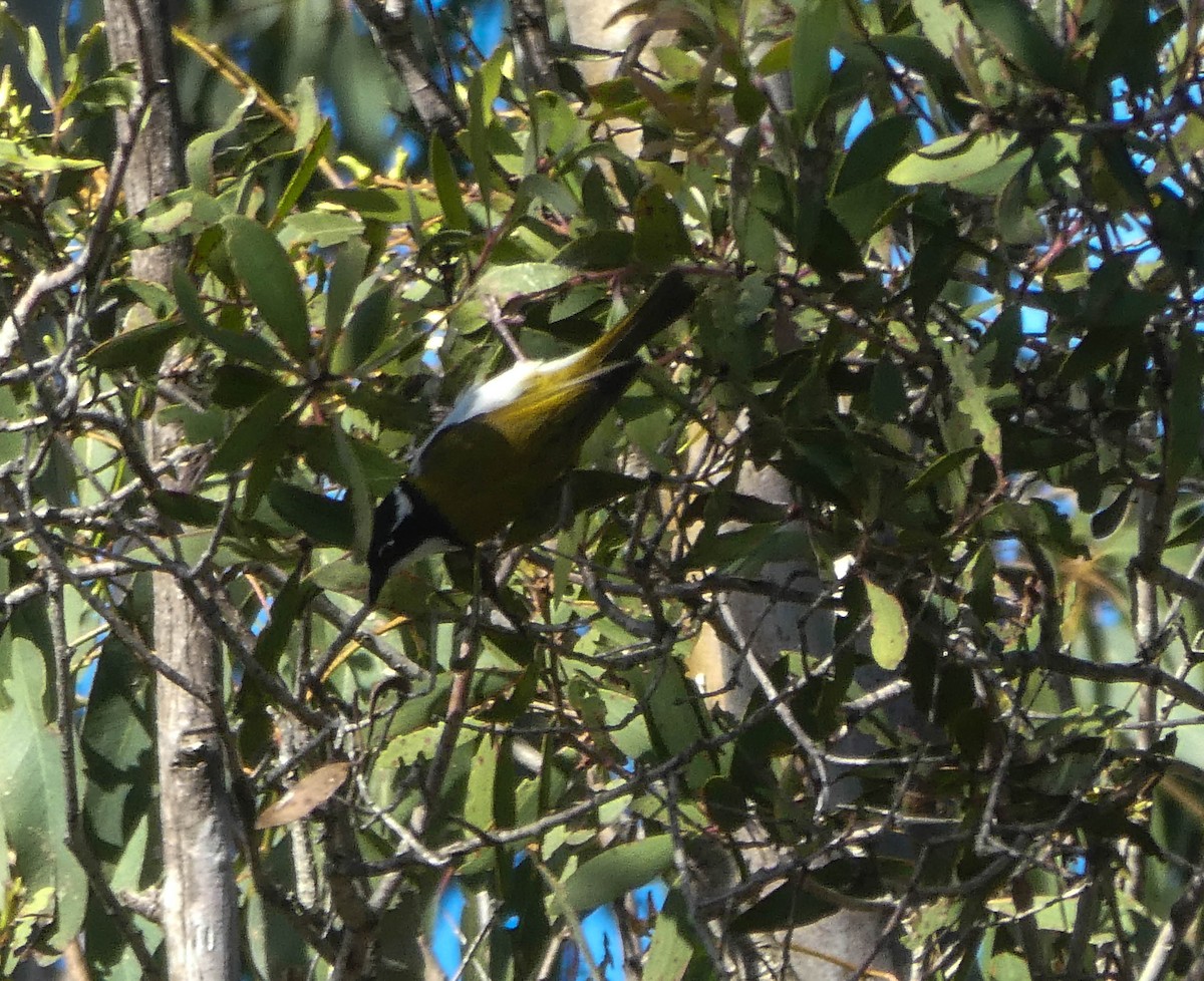 White-throated Honeyeater - ML248032921