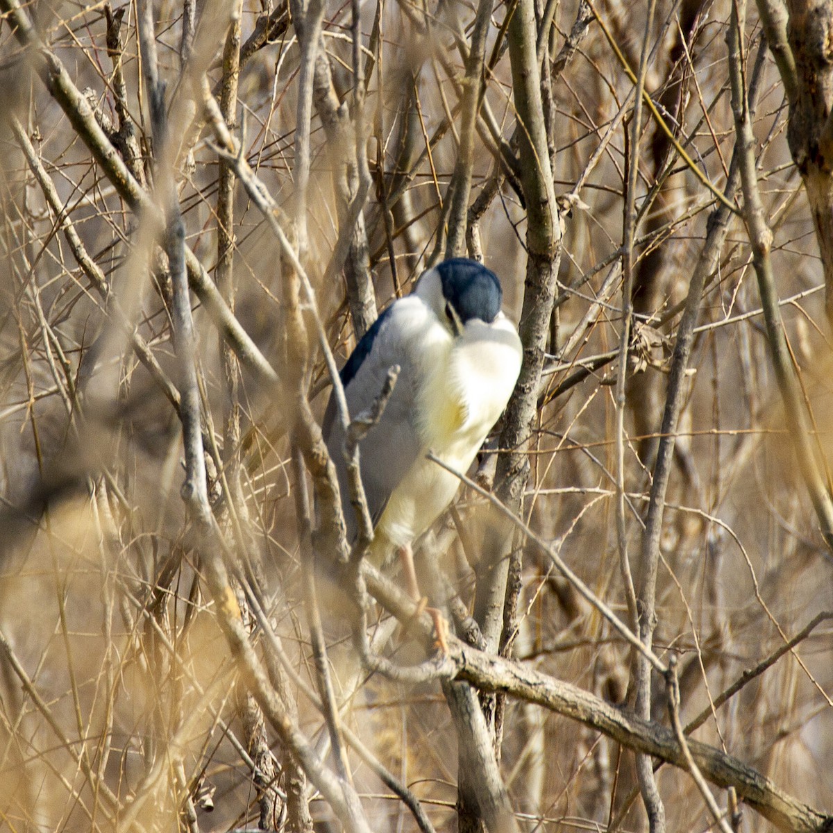 Black-crowned Night Heron - ML248032941