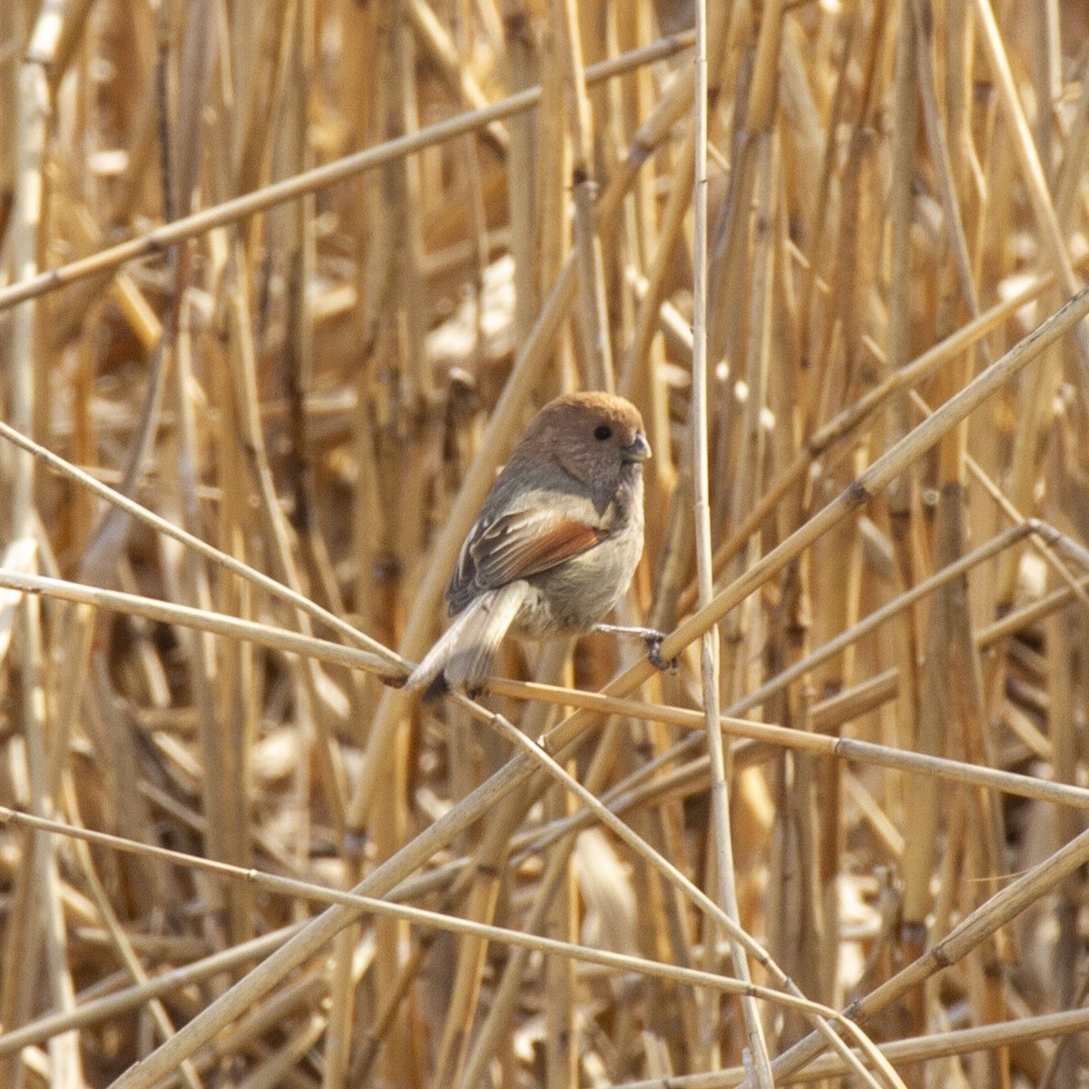 Vinous-throated Parrotbill - ML248033011