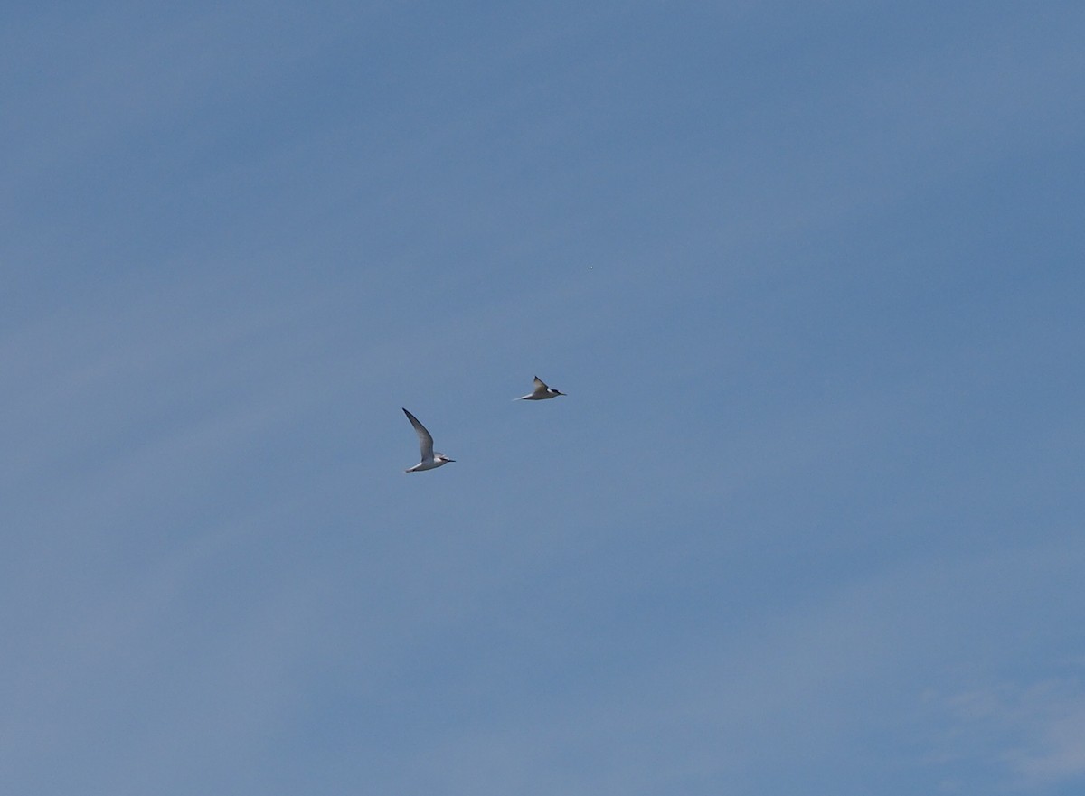 Little Tern - ML248033511