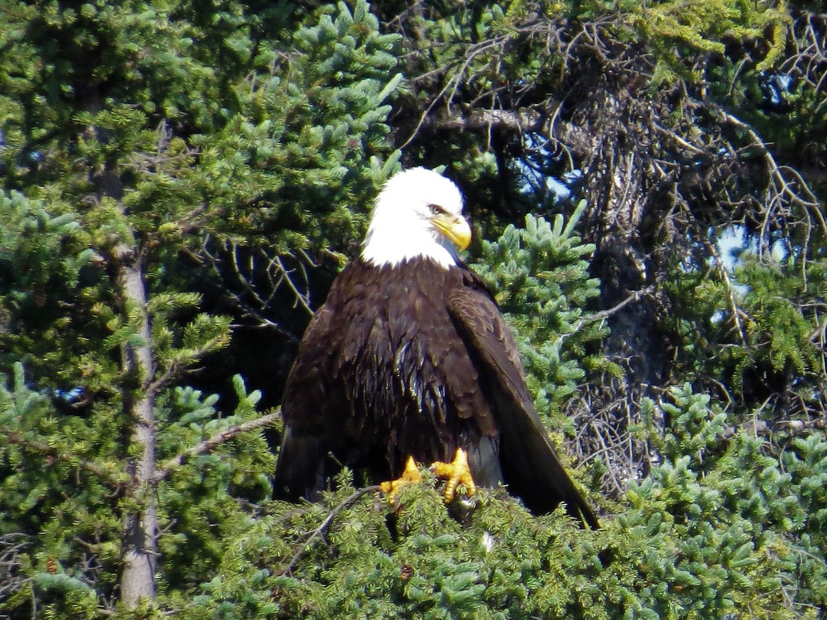 Bald Eagle - ML248033761