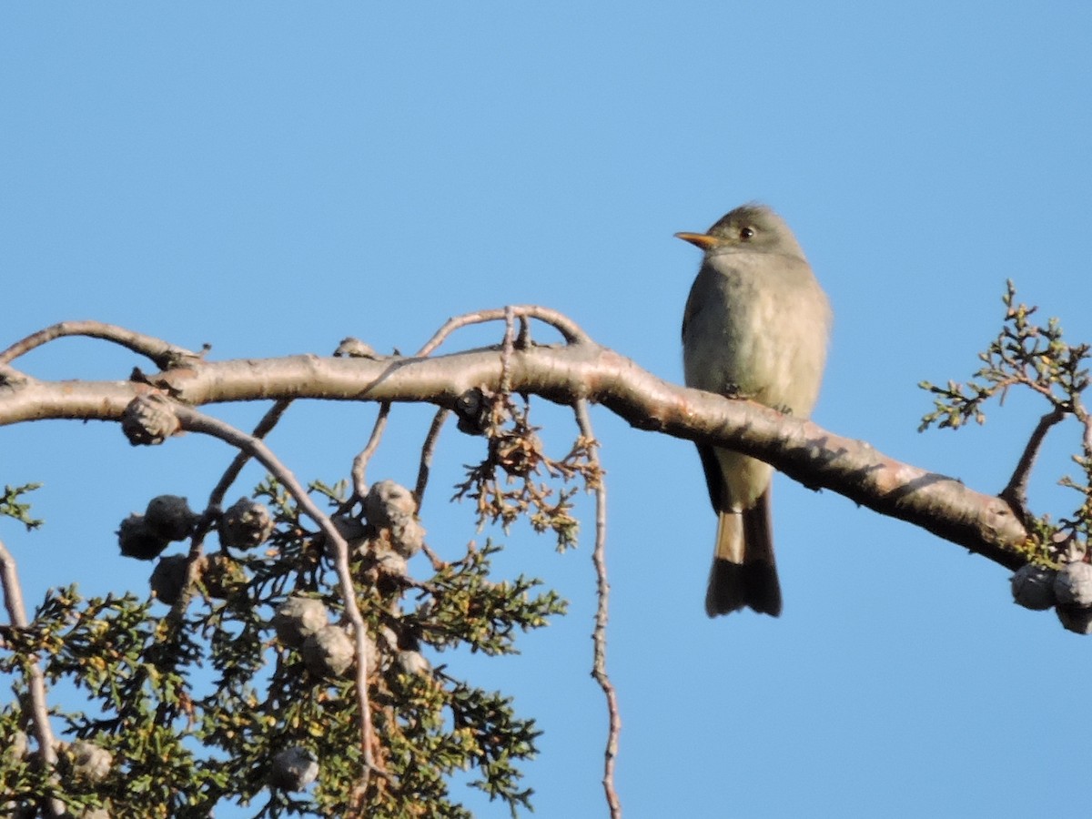 Greater Pewee - ML24803381