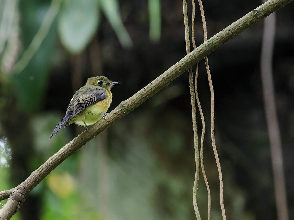 Sulphur-rumped Flycatcher - ML248036151