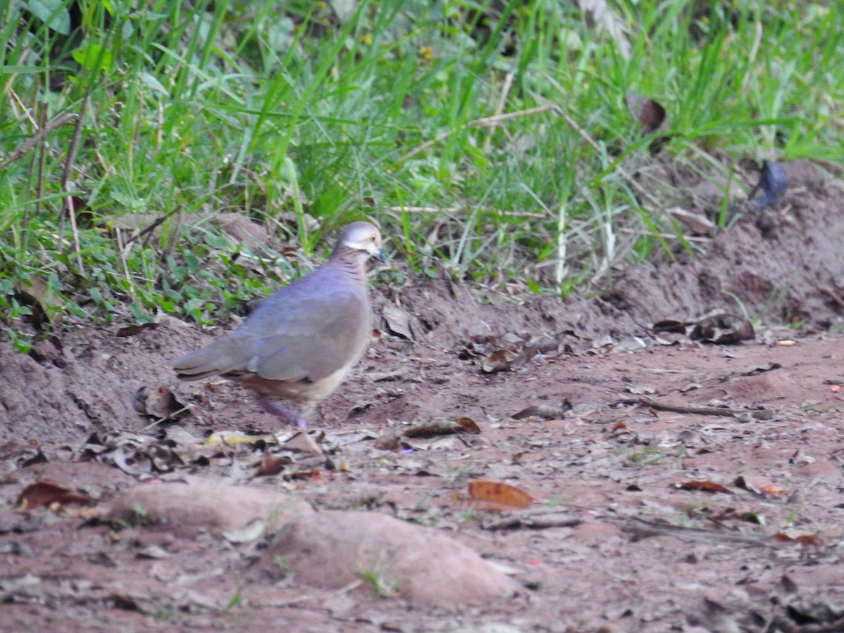 Lined Quail-Dove - ML24803871