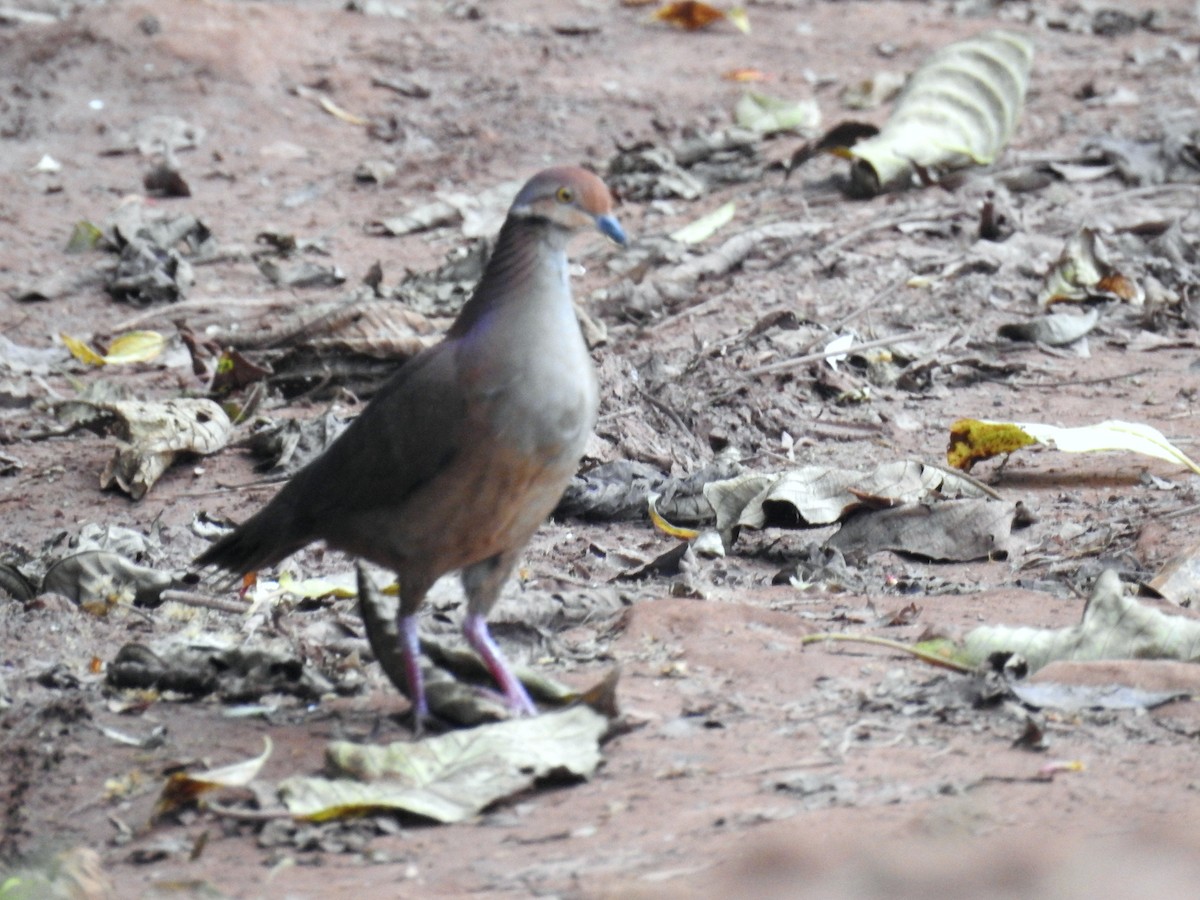 Lined Quail-Dove - ML24803881