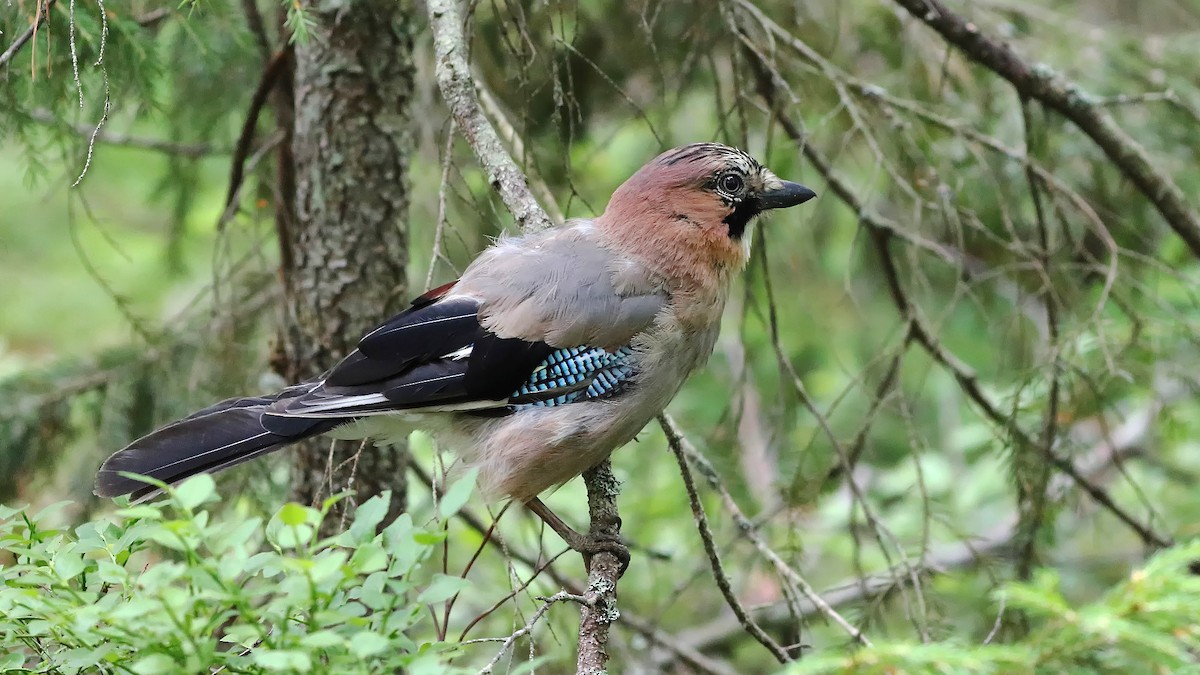 Eurasian Jay - ML248039091