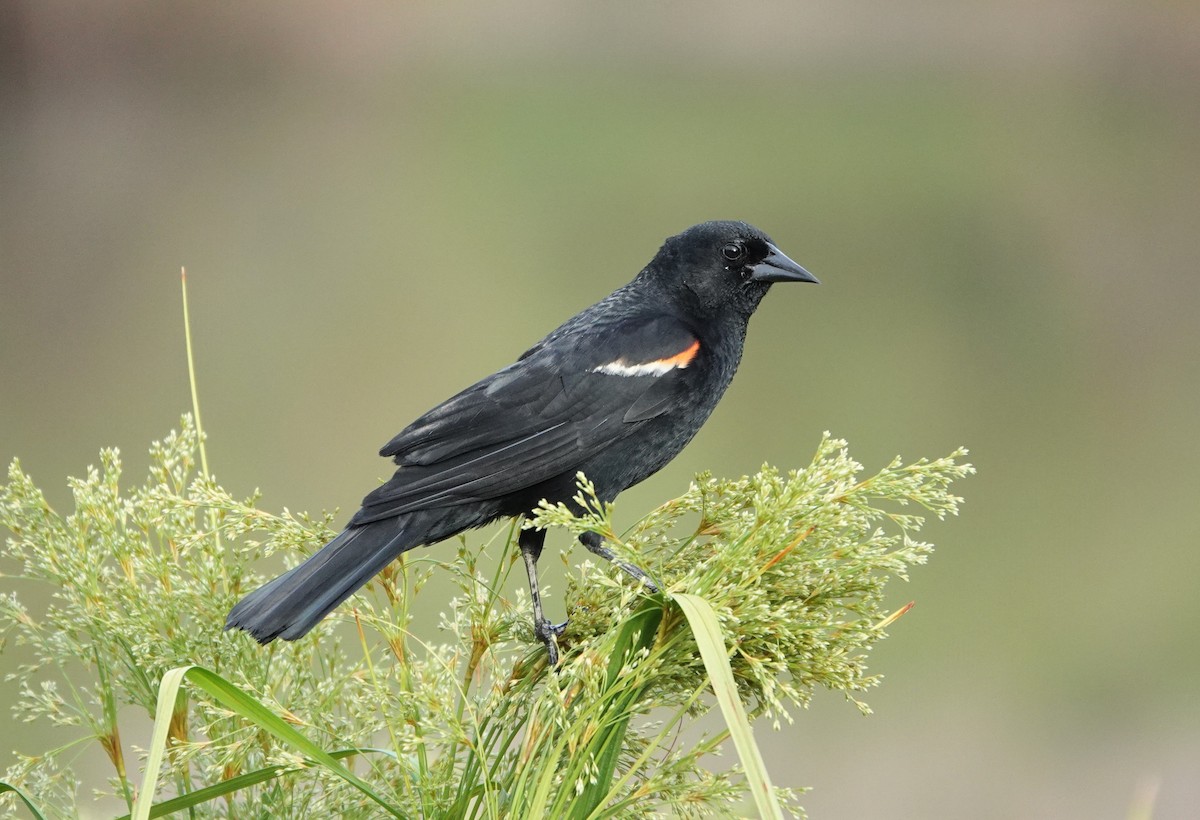 Red-winged Blackbird - ML248040141