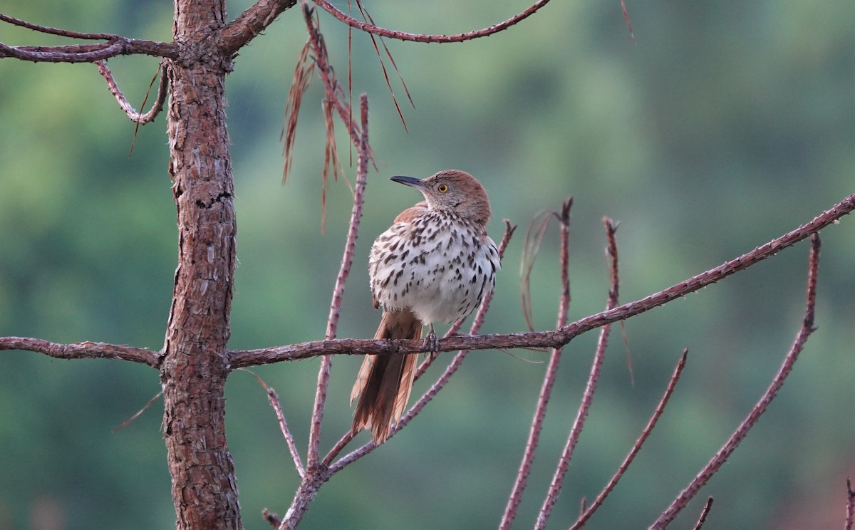 Brown Thrasher - ML248040231