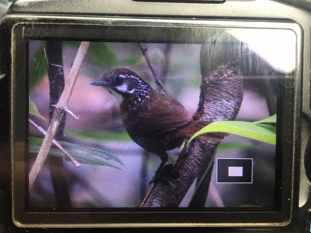 Spot-necked Babbler - ML248042971