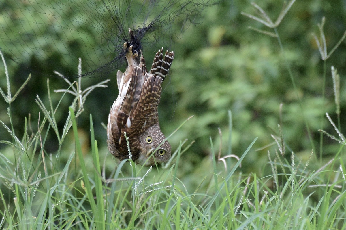 Asian Barred Owlet - ML248043261