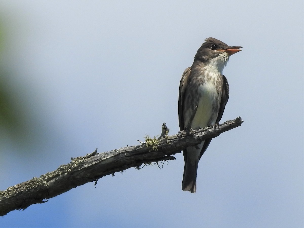 Olive-sided Flycatcher - ML248044821