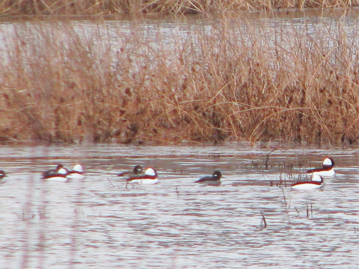 Bufflehead - ML248044981