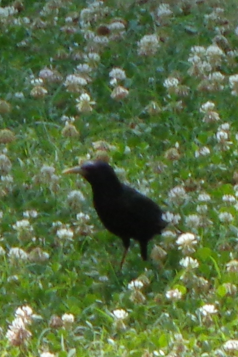 European Starling - ML248047351