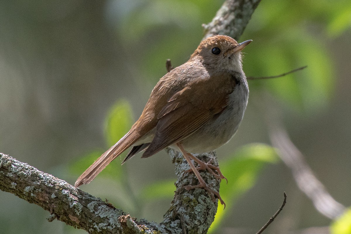 Russet Nightingale-Thrush - ML248047831