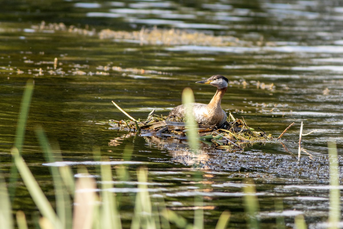 Red-necked Grebe - ML248047931