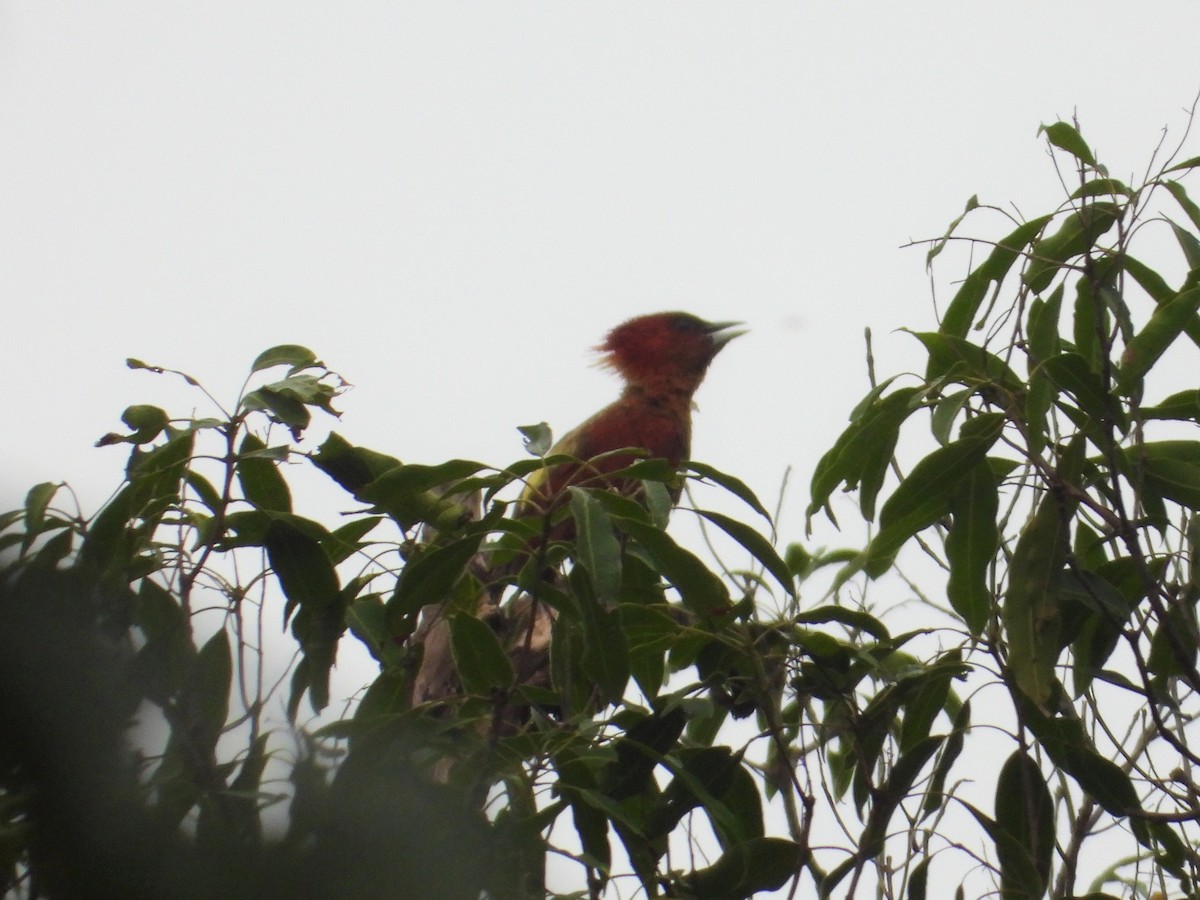 Banded Woodpecker - ML248050341