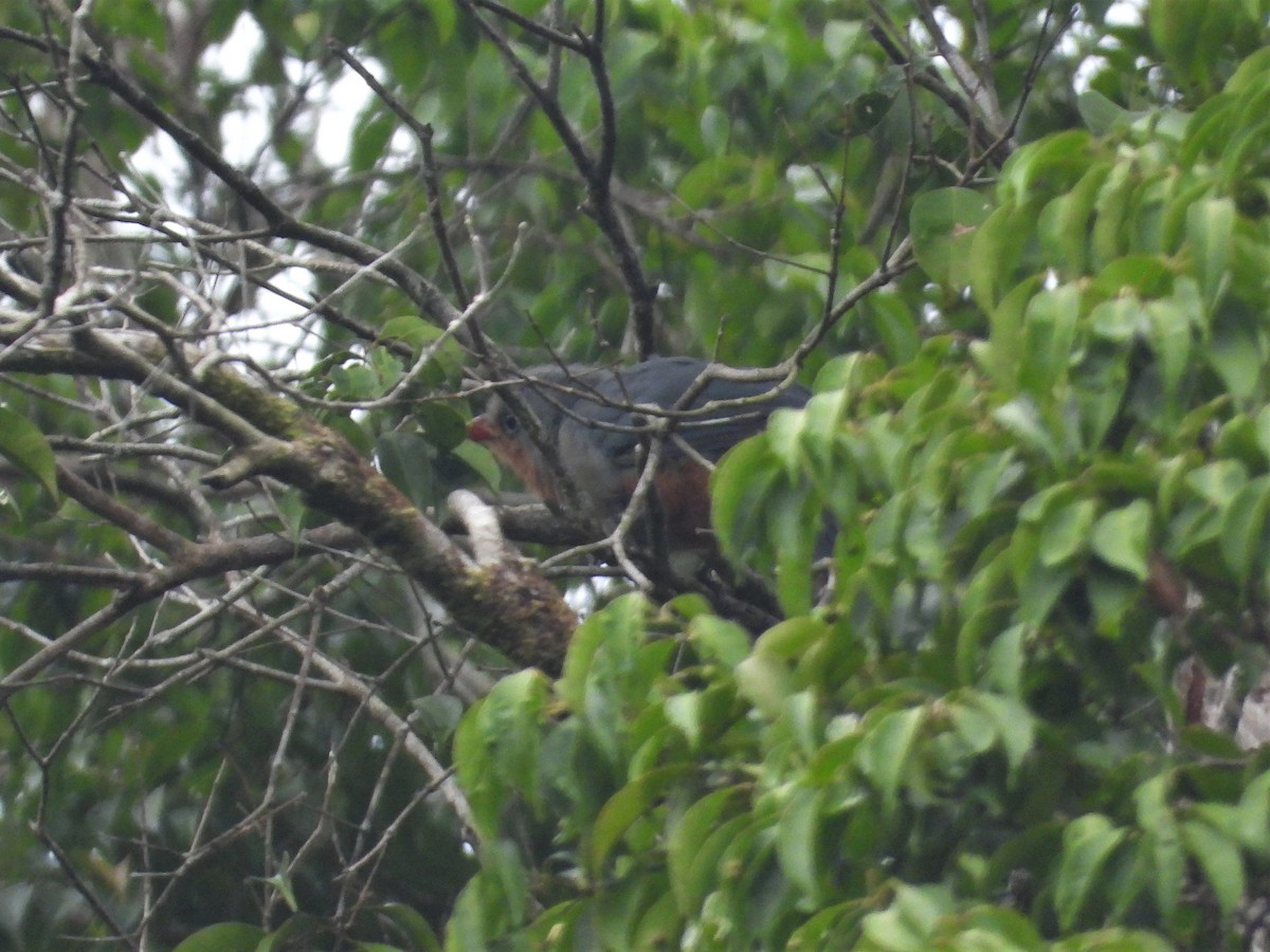 Red-billed Malkoha - ML248050351