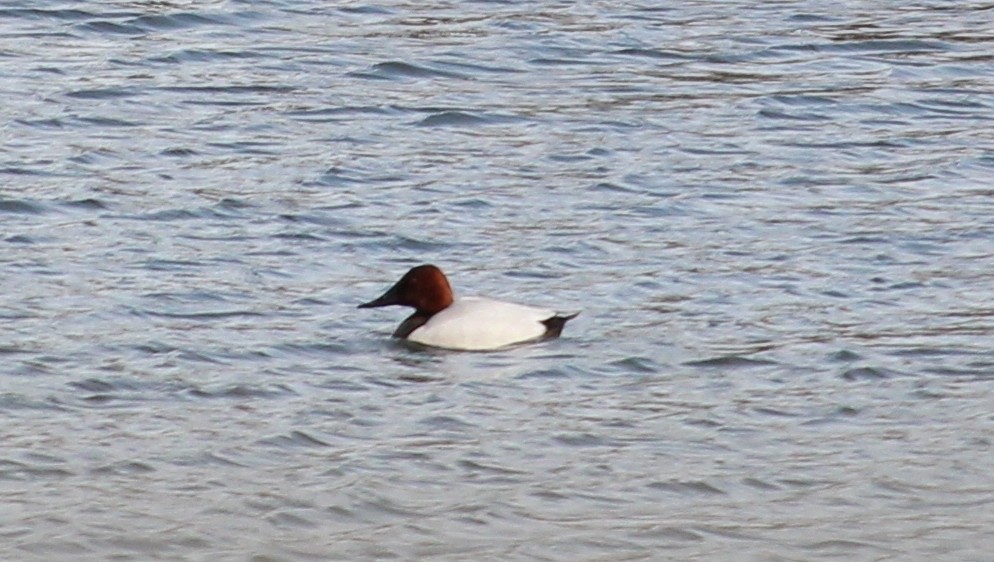 Canvasback - Melissa Dougherty :)