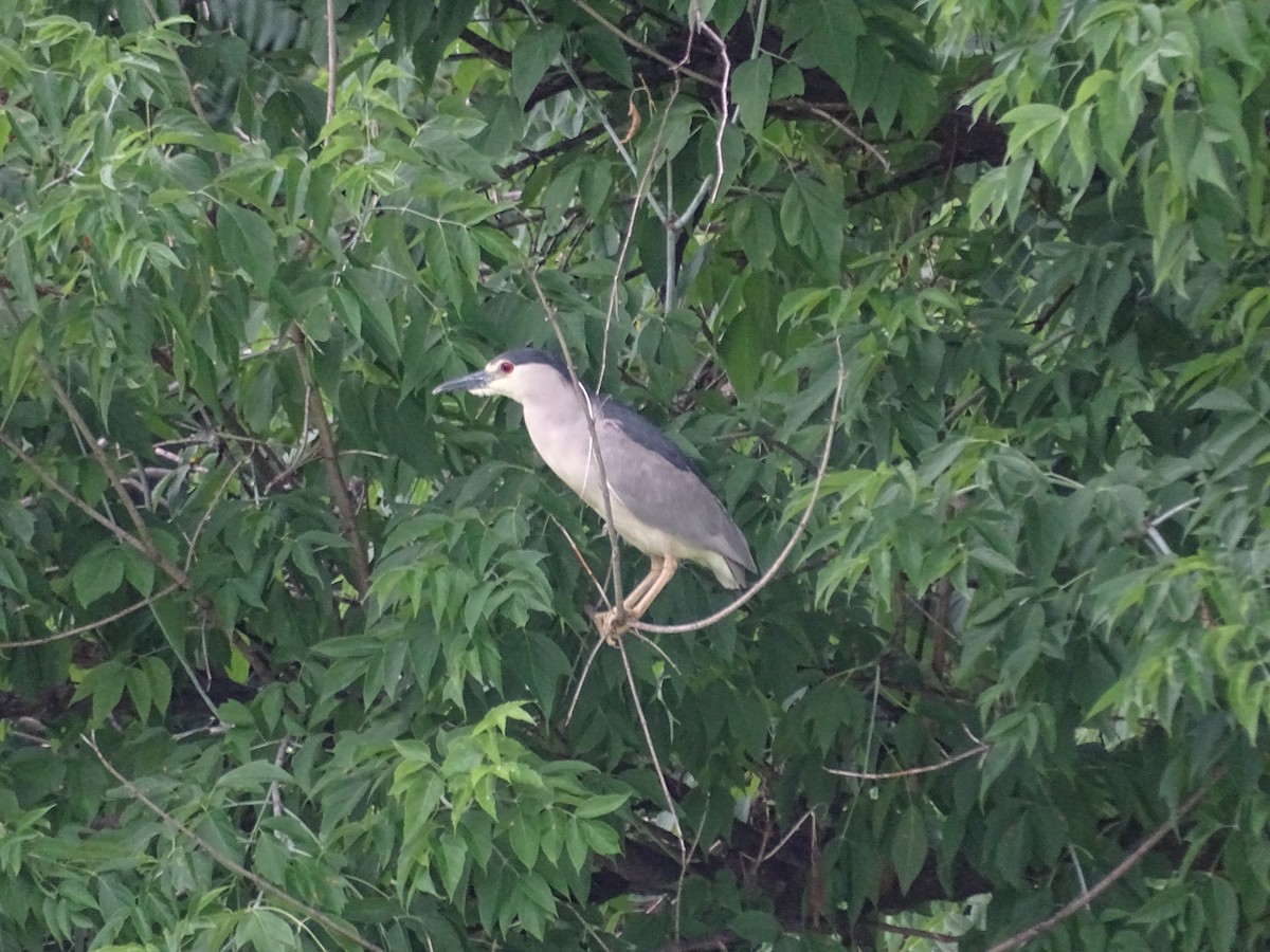 Black-crowned Night Heron - ML248051771