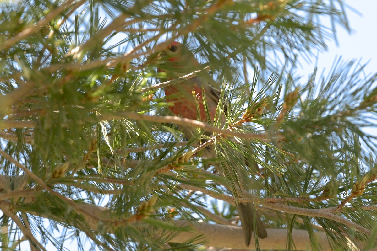 Pine Grosbeak - George Gibbs