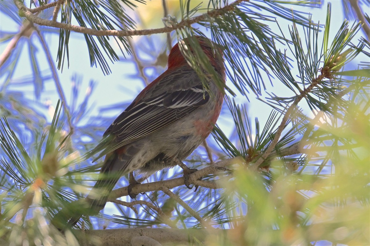 Pine Grosbeak - George Gibbs