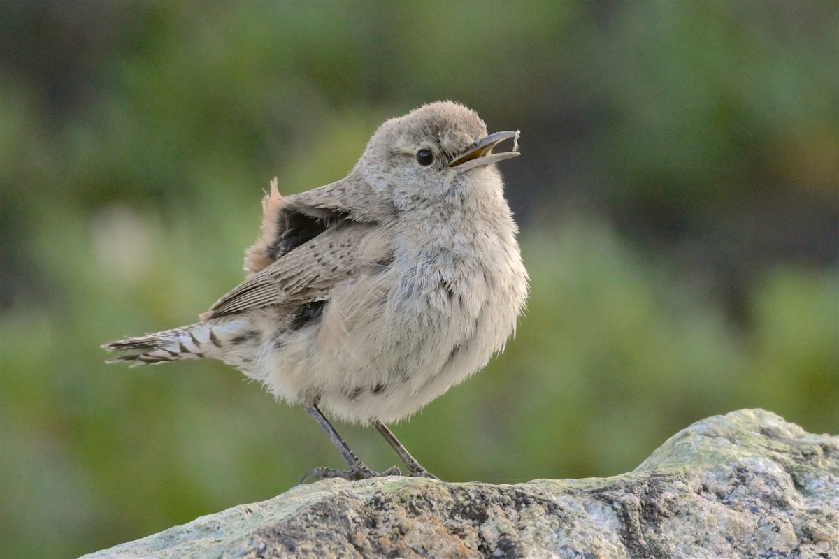 Rock Wren - George Gibbs