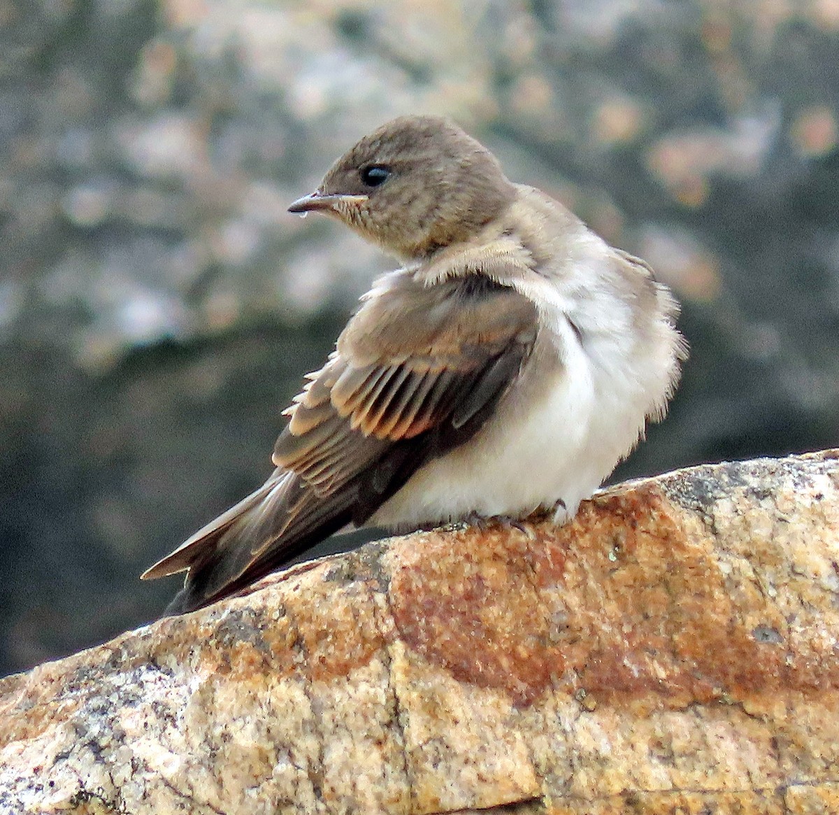 Northern Rough-winged Swallow - ML248053431