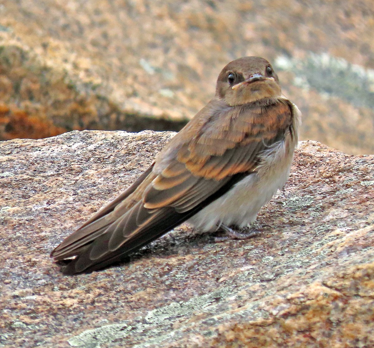 Northern Rough-winged Swallow - ML248053471