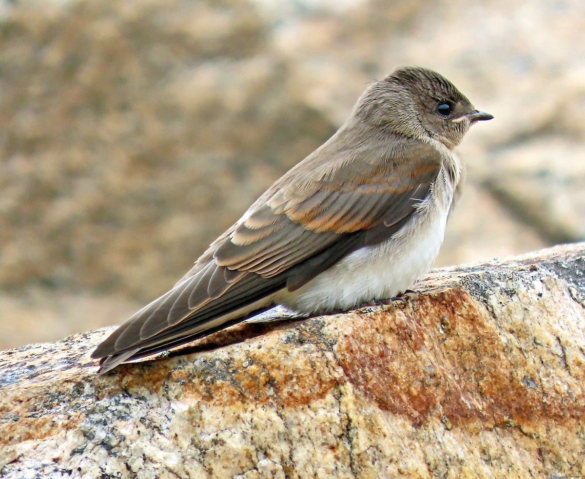 Northern Rough-winged Swallow - ML248053491