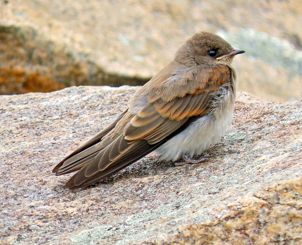 Northern Rough-winged Swallow - ML248053501