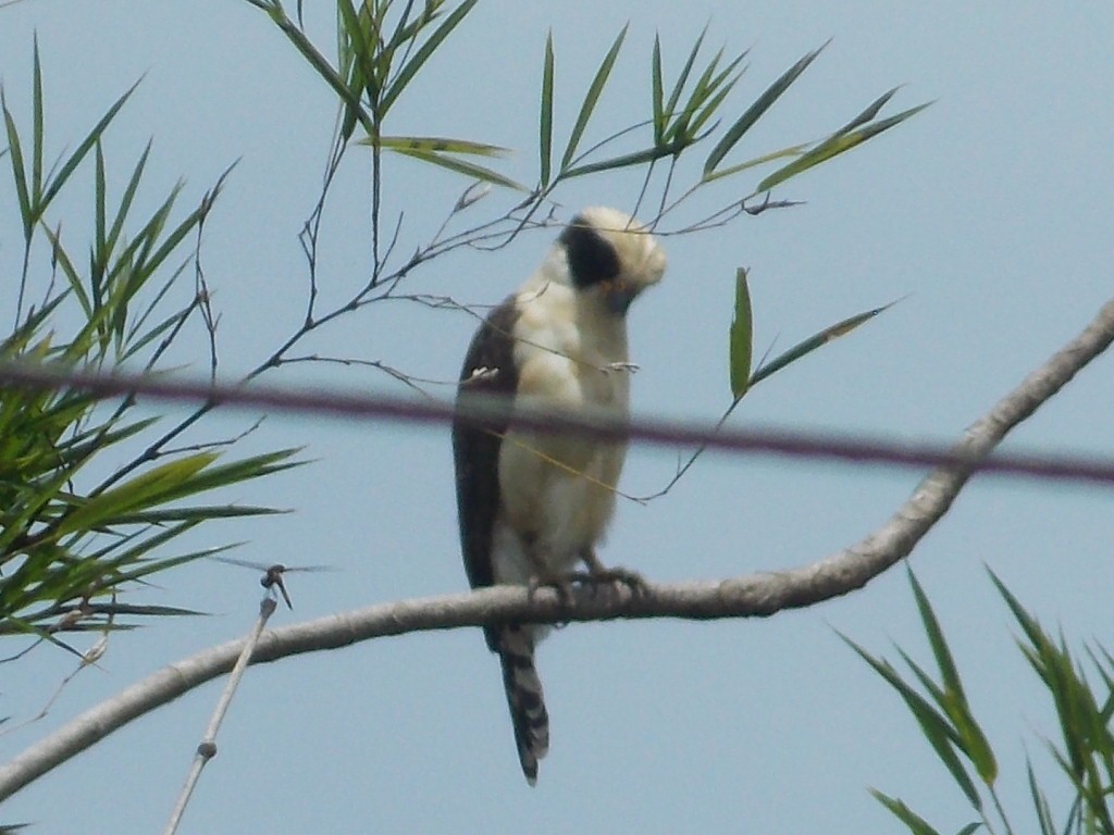 Laughing Falcon - ML248054001