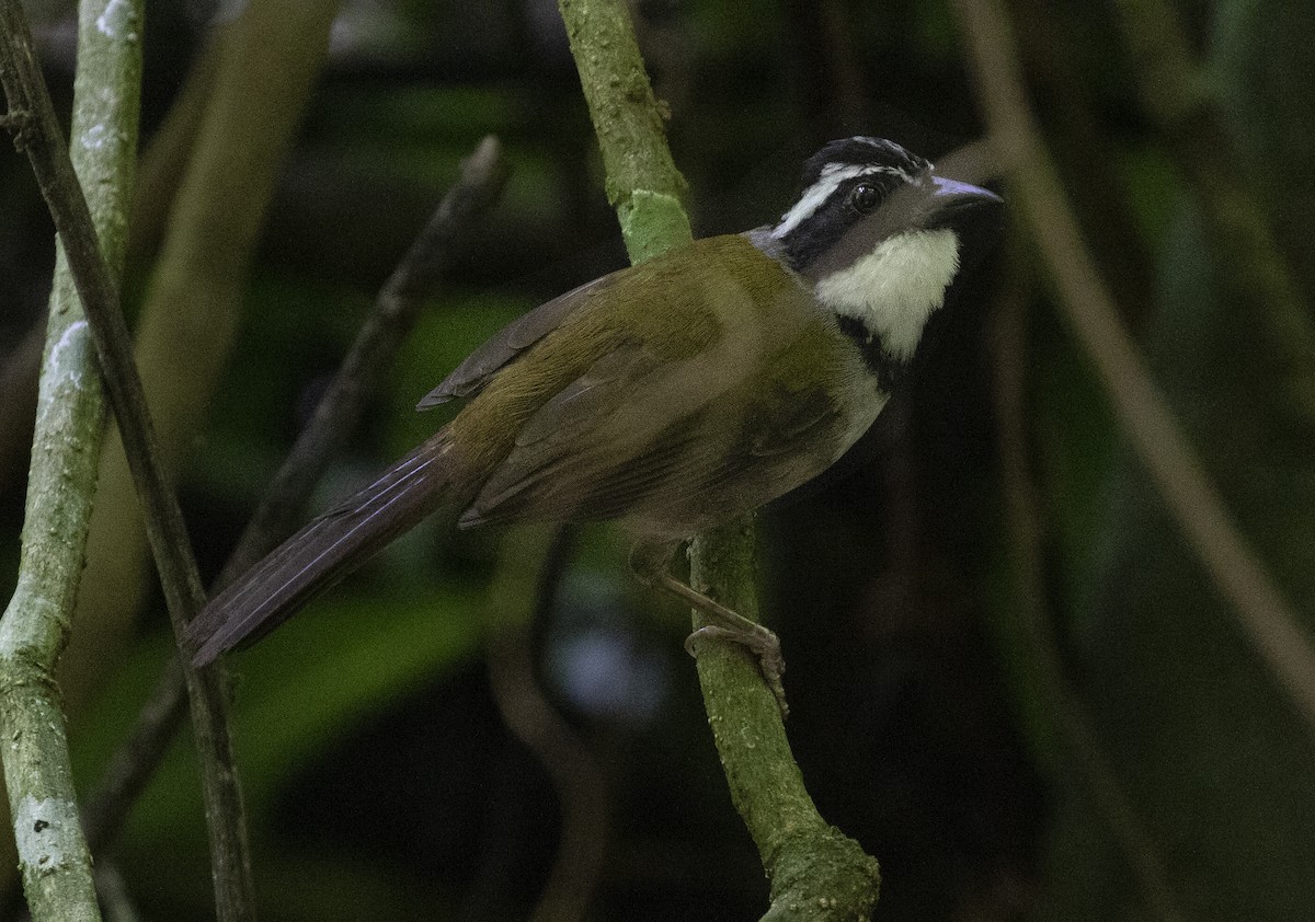 Caracas Brushfinch - David Ascanio