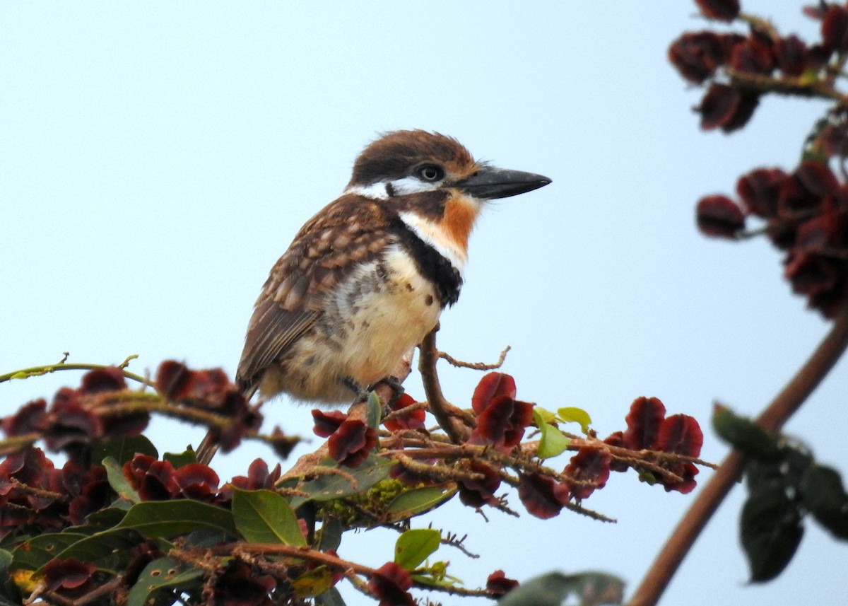 Russet-throated Puffbird - ML24805481