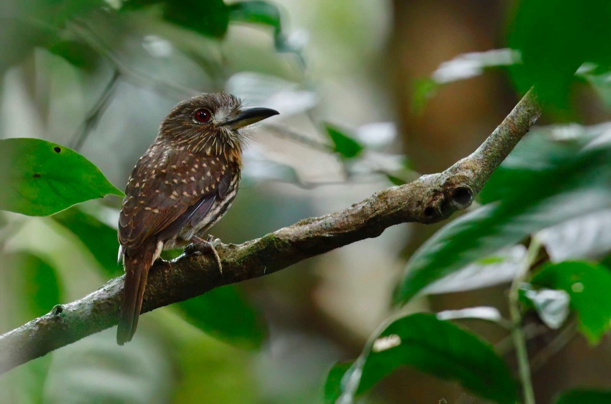 White-whiskered Puffbird - Timo Mitzen