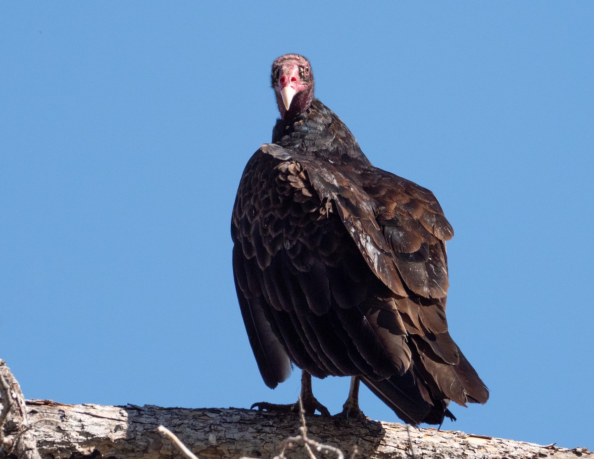 Turkey Vulture - Jan Allen