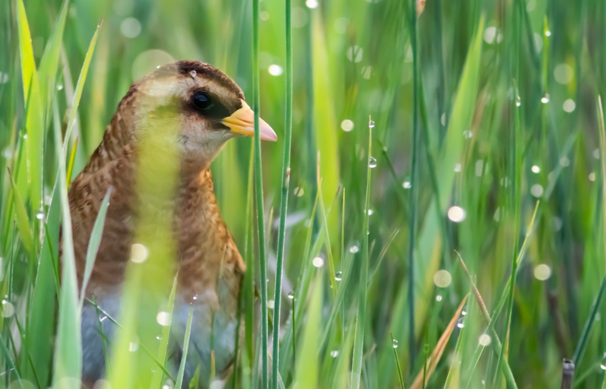 Yellow Rail - ML248056561