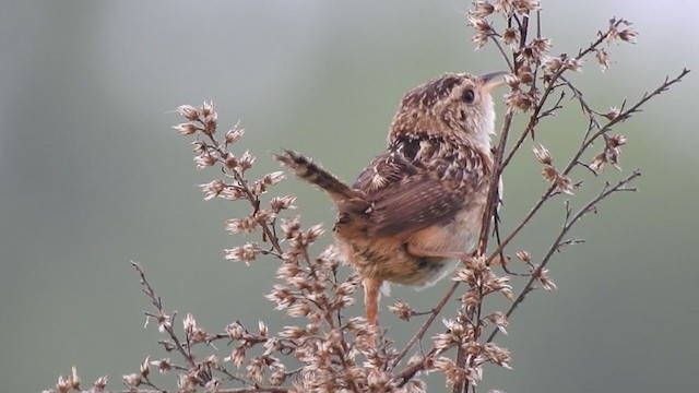 Sedge Wren - ML248057111