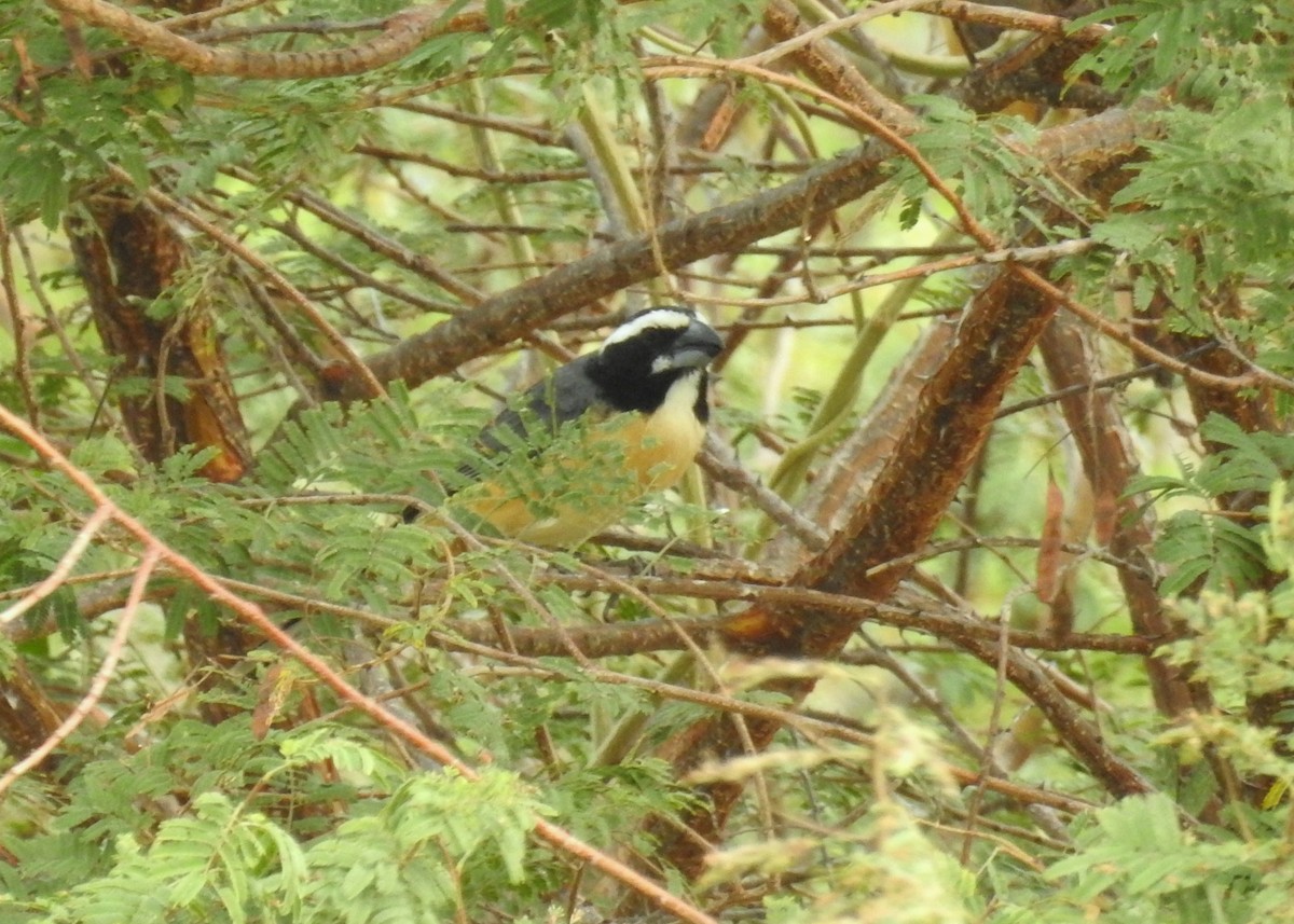 Pepitero del Orinoco - ML24805721