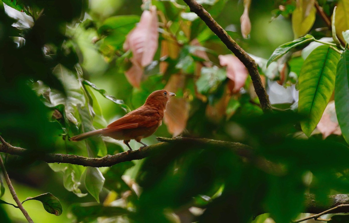 Rufous Piha - ML248057221