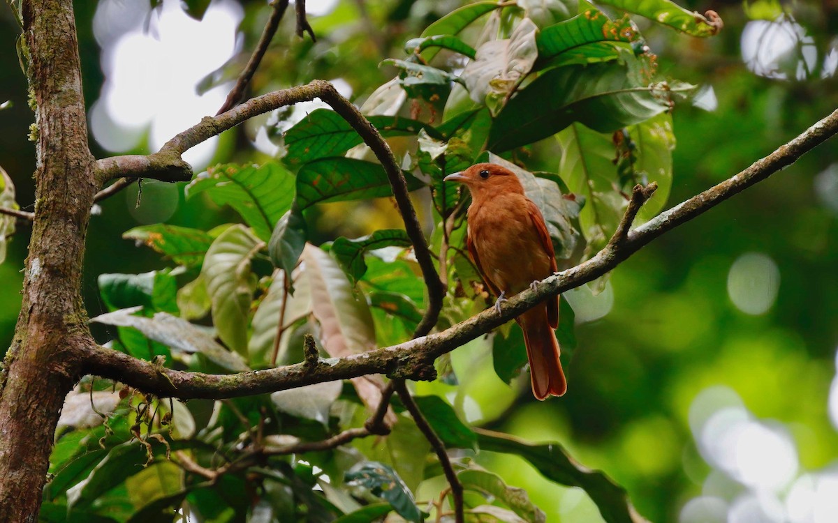 Rufous Piha - ML248057231