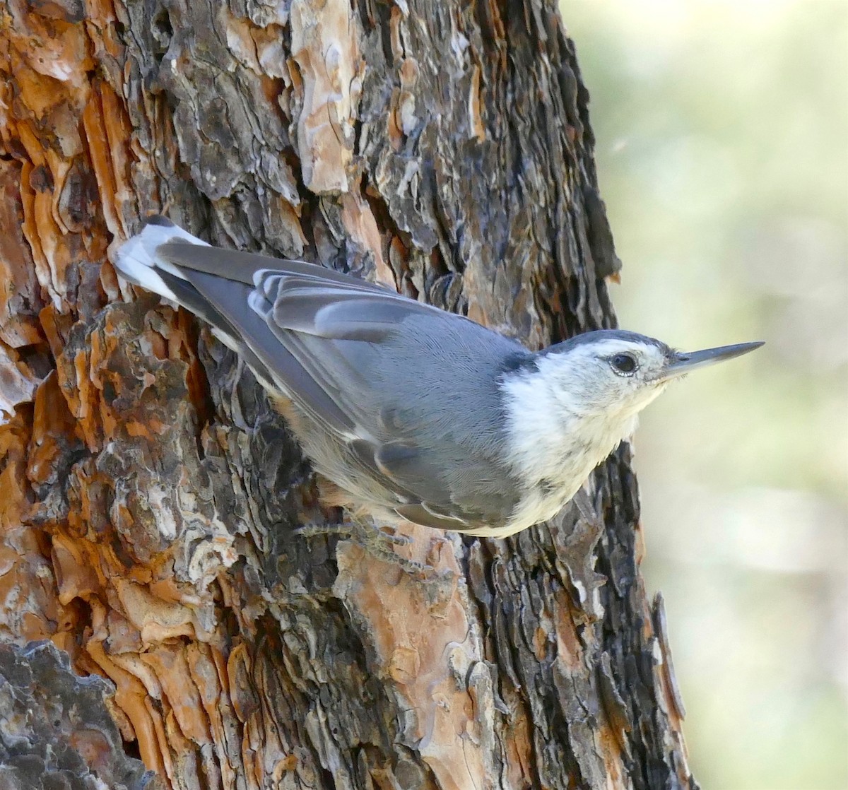 White-breasted Nuthatch - Dave Trochlell